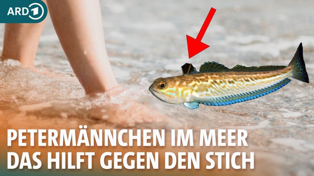 Gift Gefahr In Nordsee Und Ostsee Beim Schwimmen Das Hilft Bei Stich gift-gefahr-in-nordsee-und-ostsee-beim-schwimmen-das-hilft-bei-stich